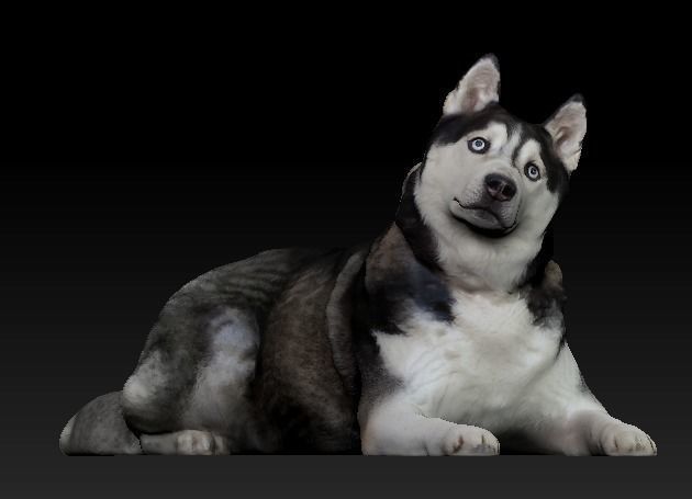 Husky dog lies - model 2 Low-poly 3d scan animal 3D model_1