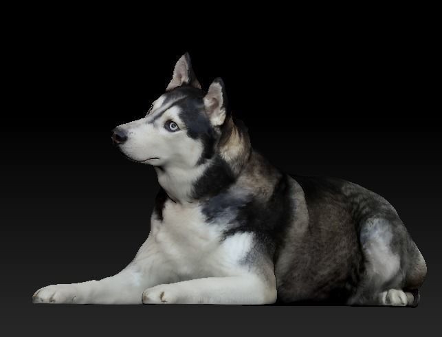 Husky dog lies - model 2 Low-poly 3d scan animal 3D model_2
