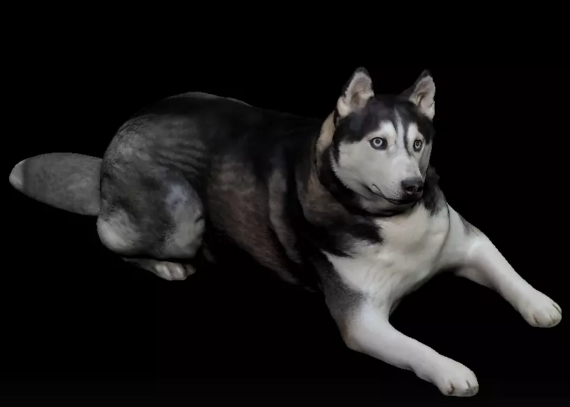Husky dog lies - model 2 Low-poly 3d scan animal 3D model_0
