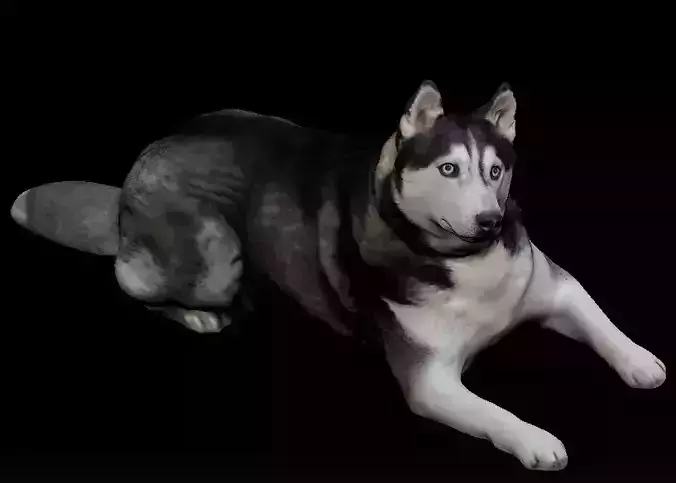 Husky dog lies - model 2 Low-poly 3d scan animal