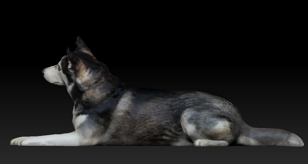 Husky dog lies - model 2 Low-poly 3d scan animal 3D model_3