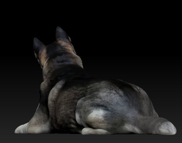 Husky dog lies - model 2 Low-poly 3d scan animal 3D model_4