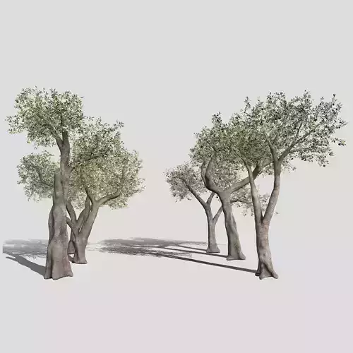 Six Olive trees