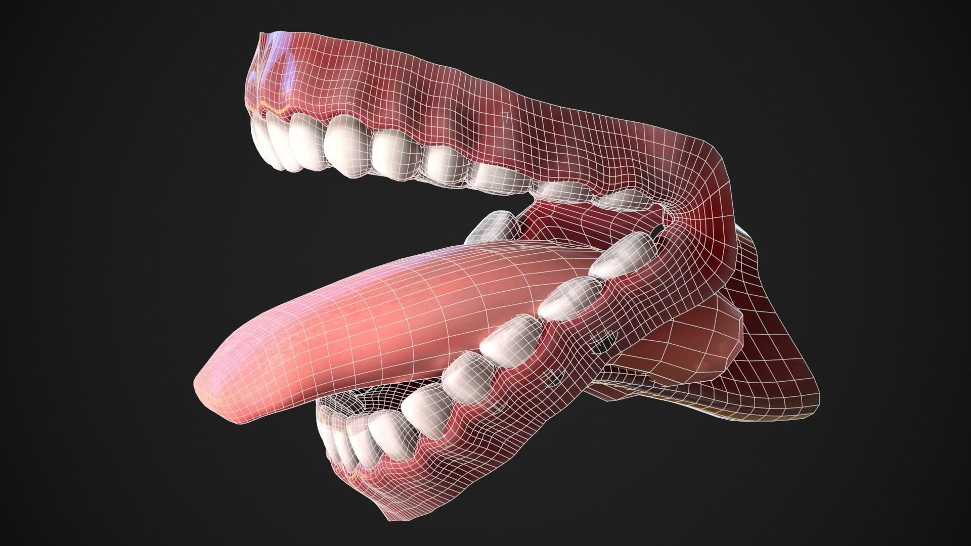 Dental Mouth and Teeth Model Rigged for animation or printing Low-poly 3D model_15