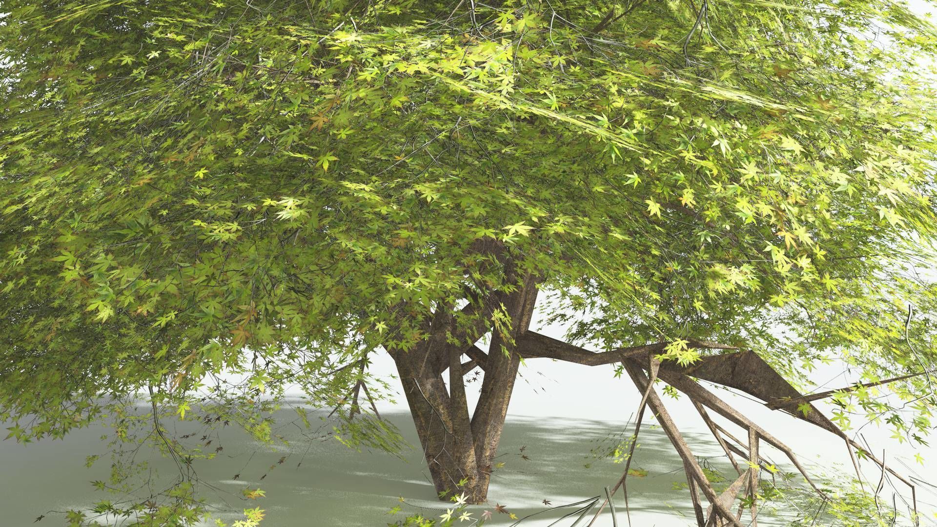 EVERYPlant Japanese Maple 2 --18 Models-- 3D model_36