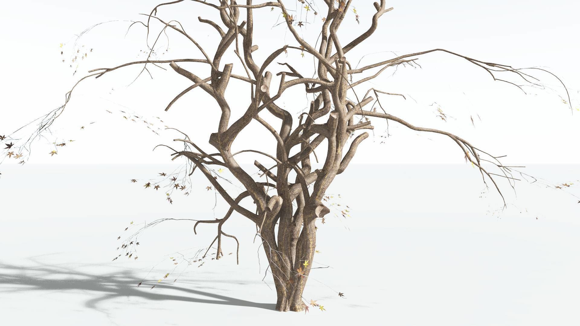 EVERYPlant Japanese Maple 2 --18 Models-- 3D model_18