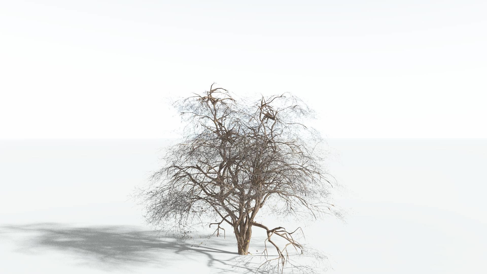 EVERYPlant Japanese Maple 2 --18 Models-- 3D model_9