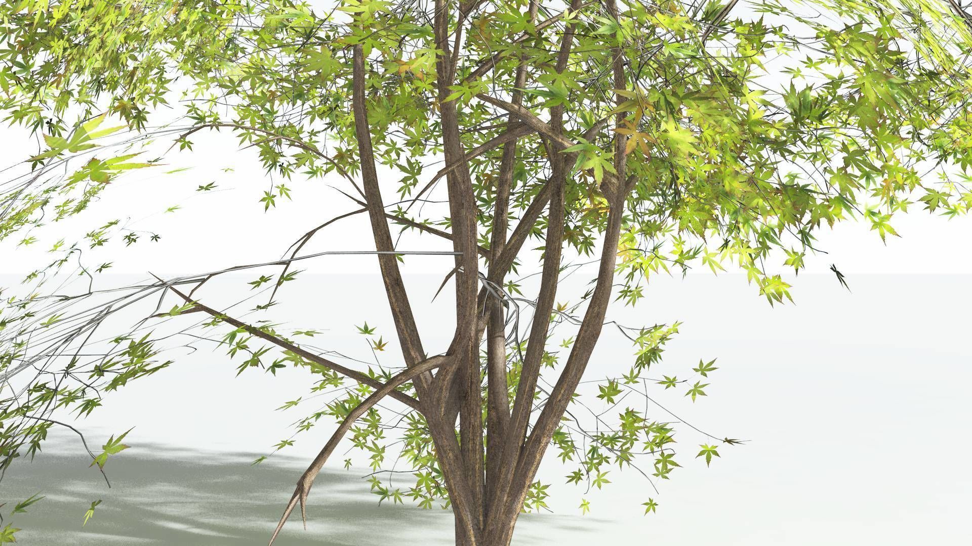 EVERYPlant Japanese Maple 2 --18 Models-- 3D model_26