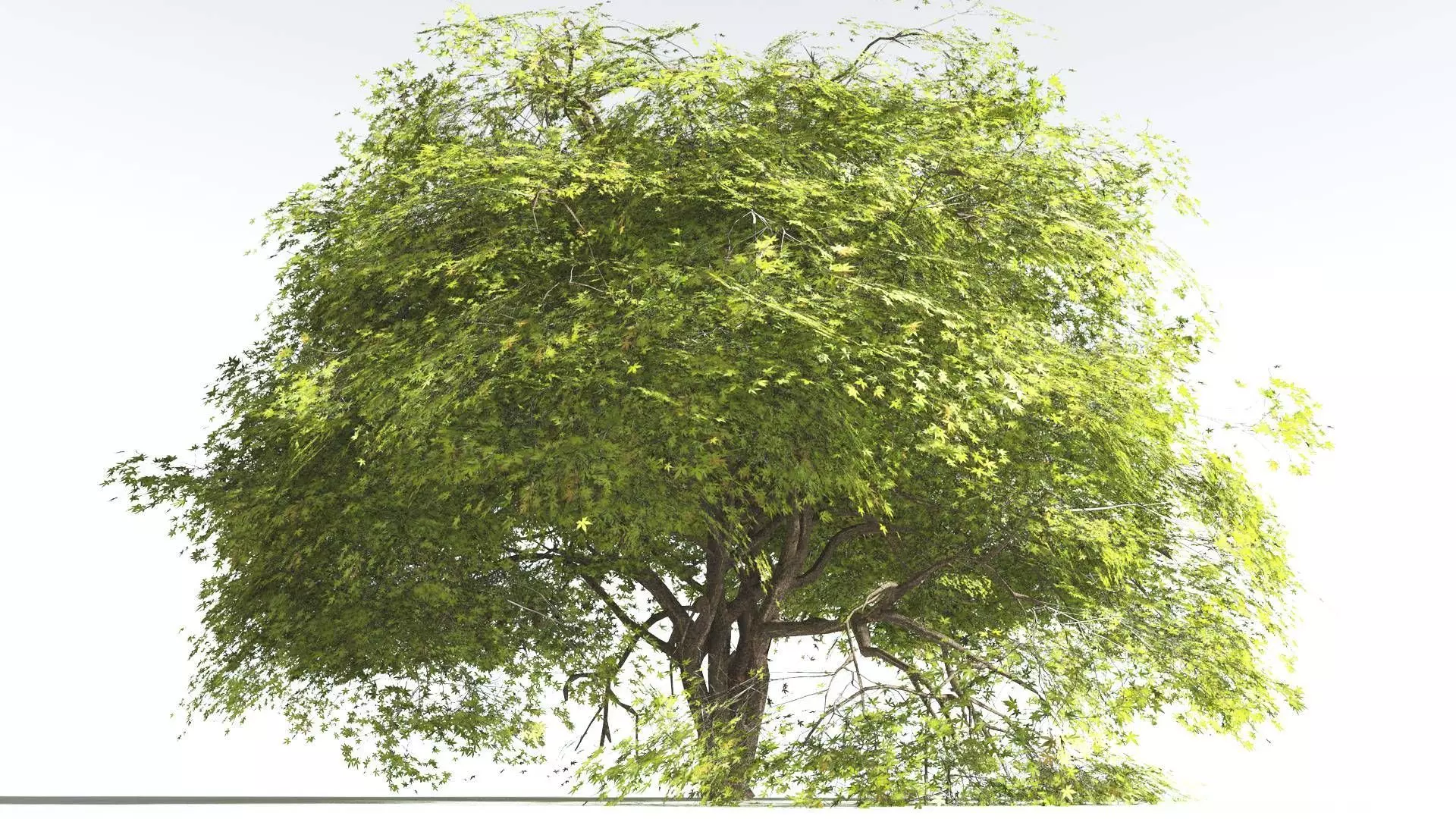 EVERYPlant Japanese Maple 2 --18 Models-- 3D model_0