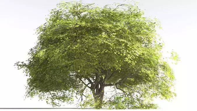 EVERYPlant Japanese Maple 2 --18 Models--