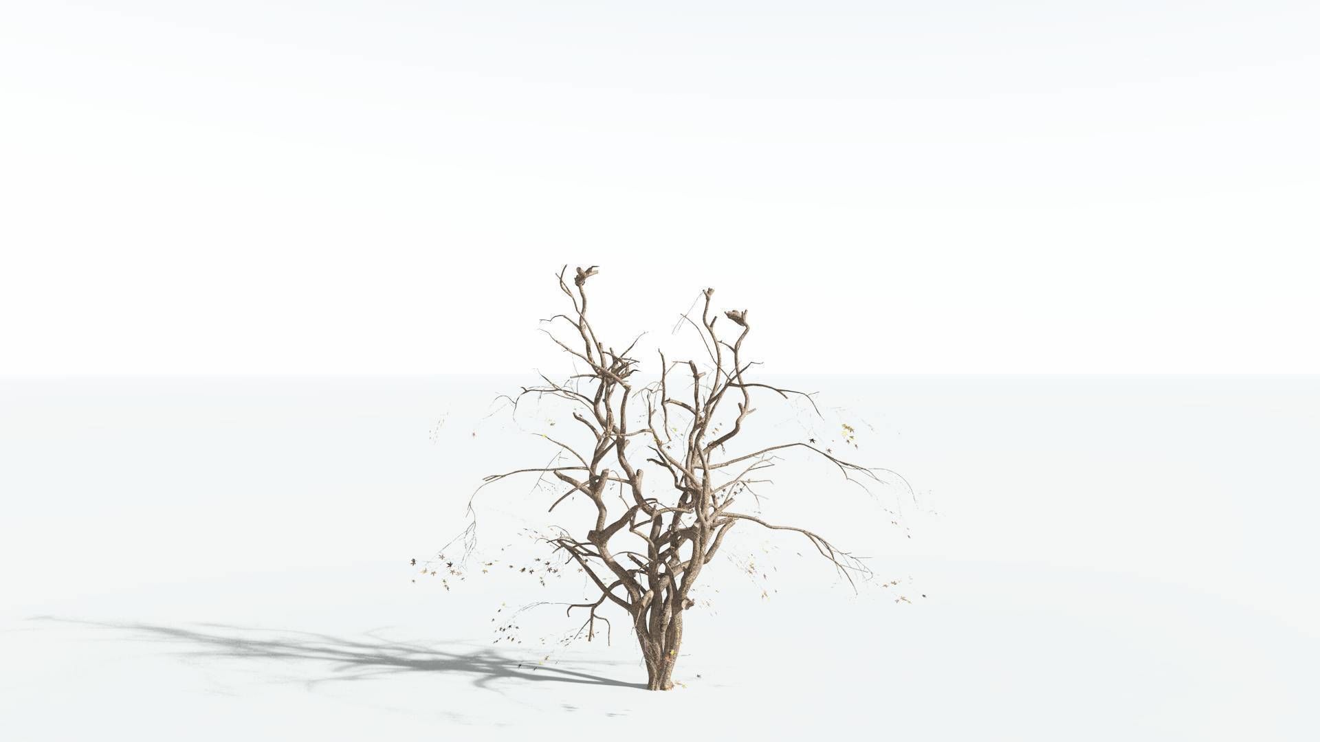 EVERYPlant Japanese Maple 2 --18 Models-- 3D model_17