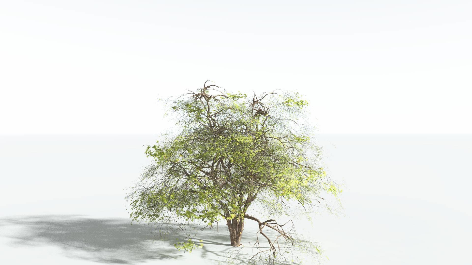 EVERYPlant Japanese Maple 2 --18 Models-- 3D model_5