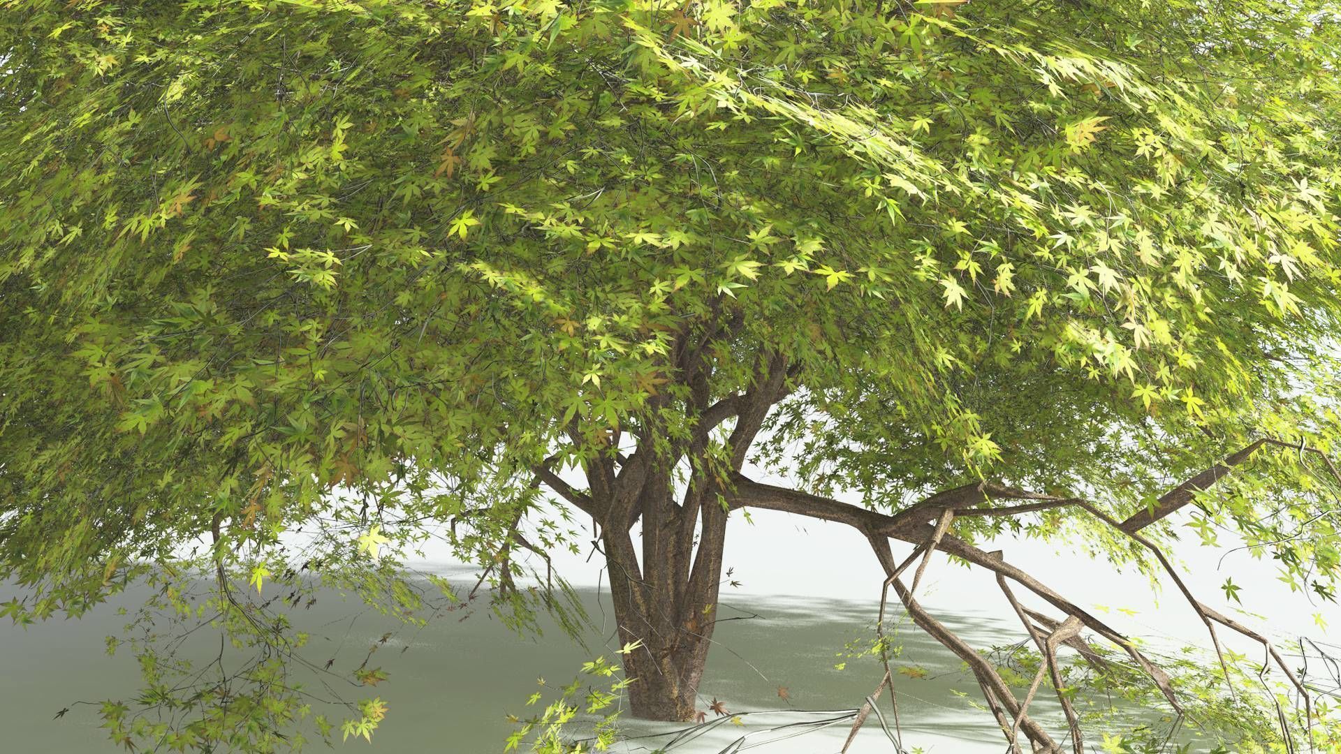 EVERYPlant Japanese Maple 2 --18 Models-- 3D model_12