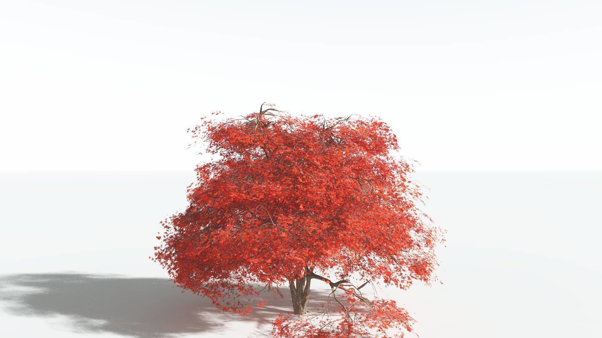 EVERYPlant Japanese Maple 2 --18 Models-- 3D model_7