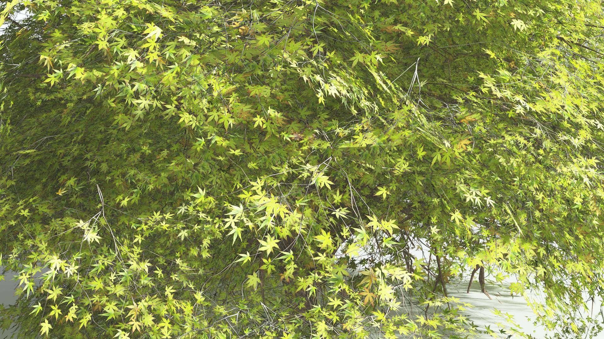 EVERYPlant Japanese Maple 2 --18 Models-- 3D model_34
