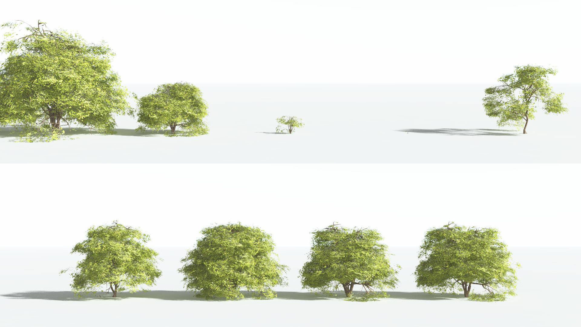 EVERYPlant Japanese Maple 2 --18 Models-- 3D model_2
