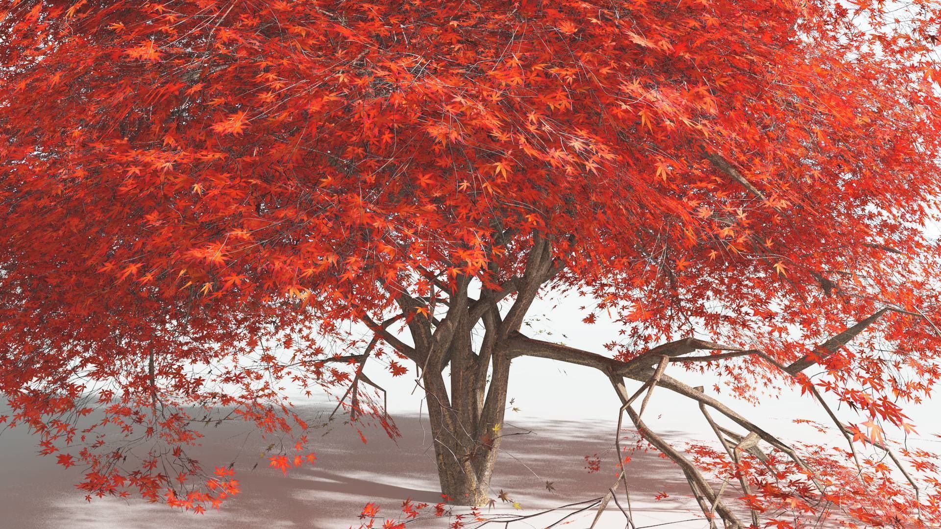 EVERYPlant Japanese Maple 2 --18 Models-- 3D model_8