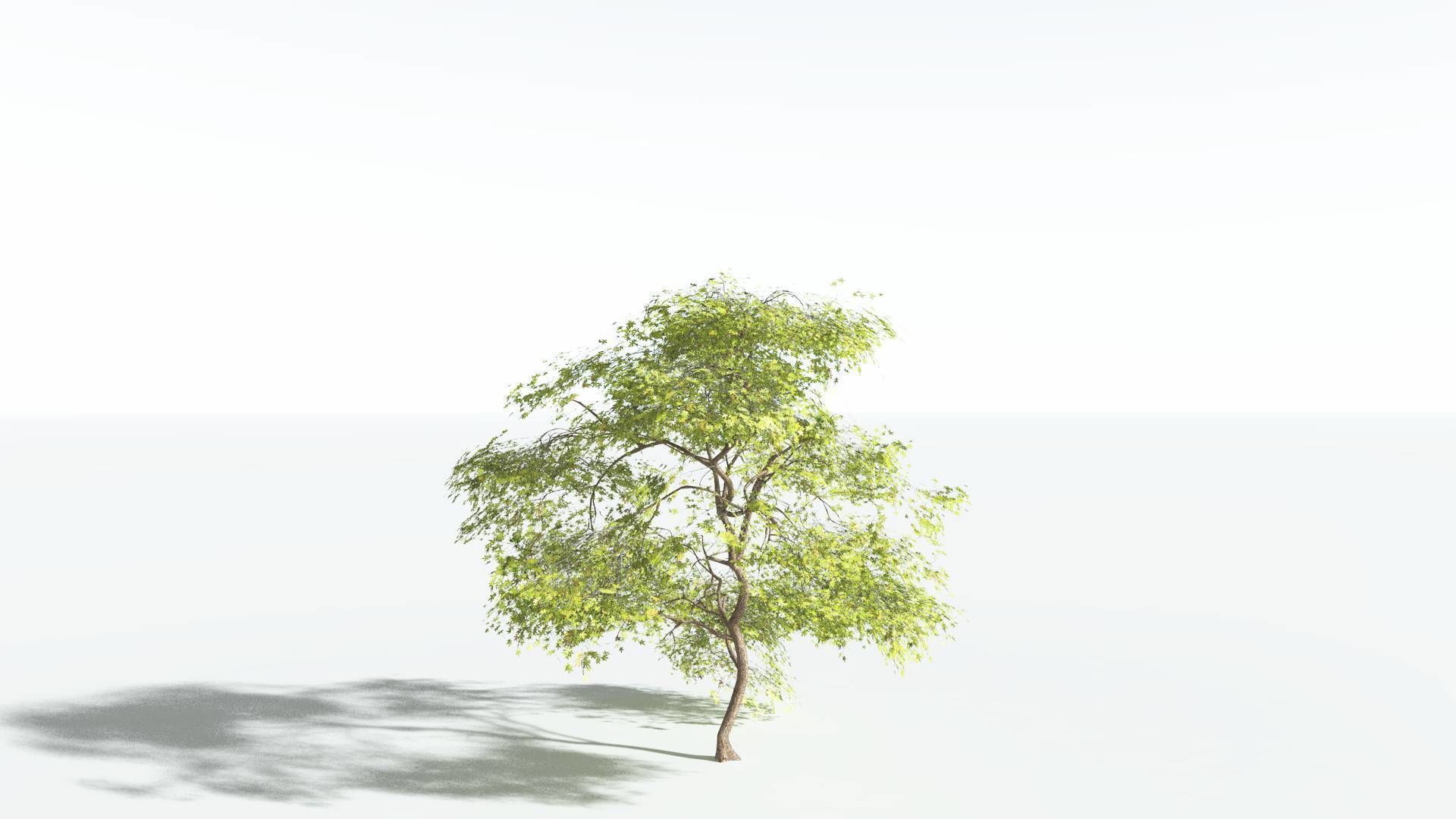 EVERYPlant Japanese Maple 2 --18 Models-- 3D model_29