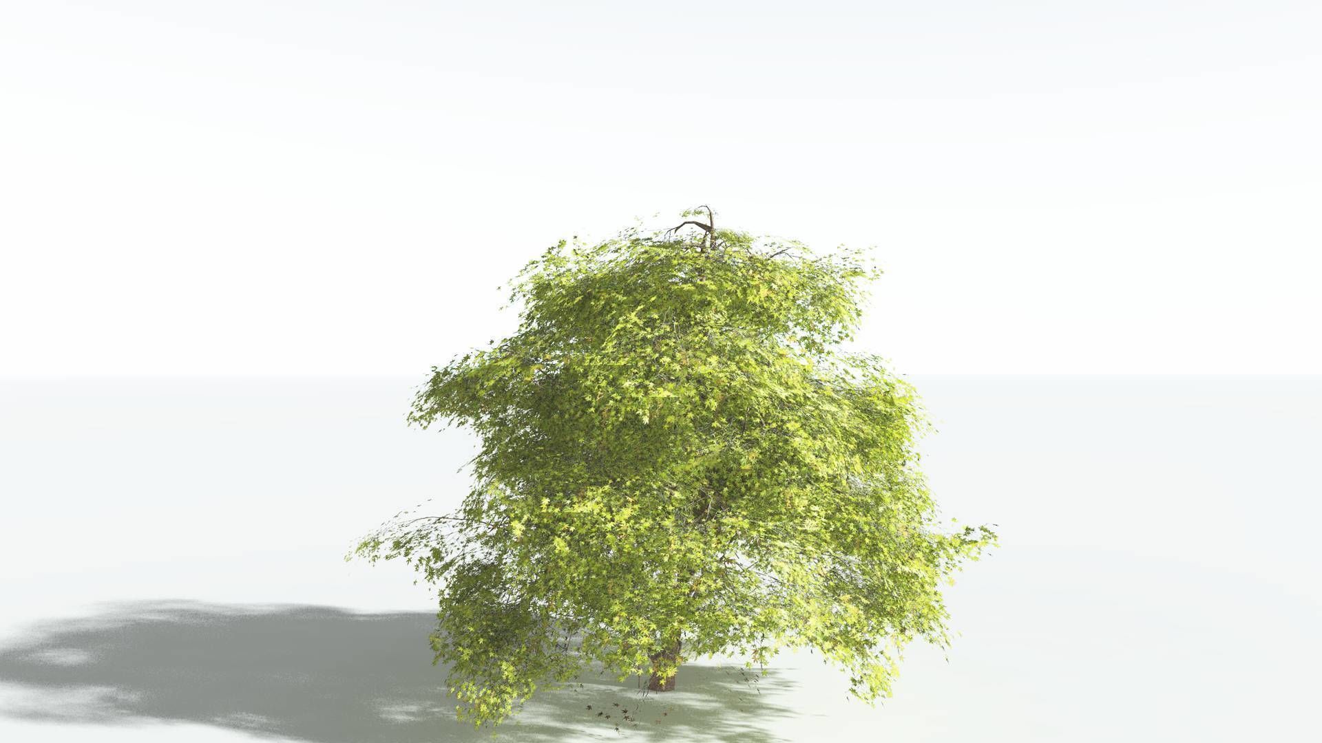 EVERYPlant Japanese Maple 2 --18 Models-- 3D model_31