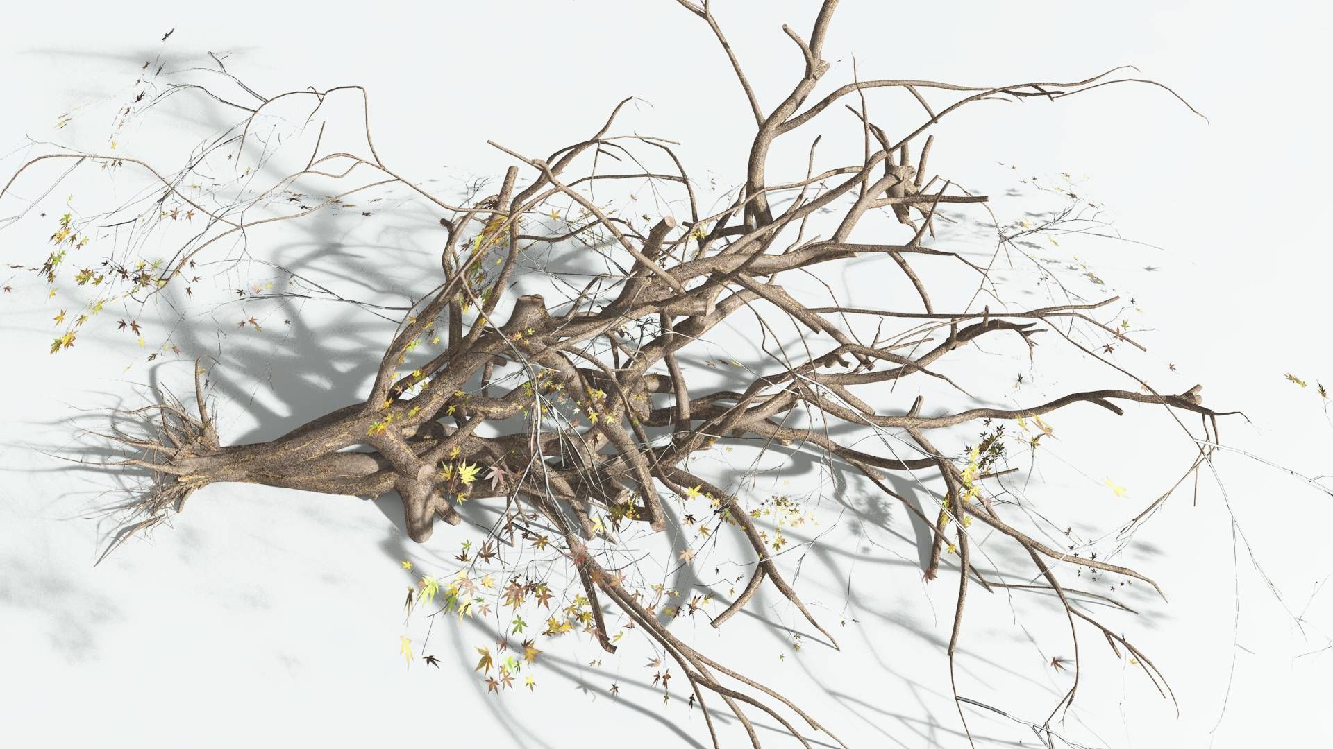 EVERYPlant Japanese Maple 2 --18 Models-- 3D model_20