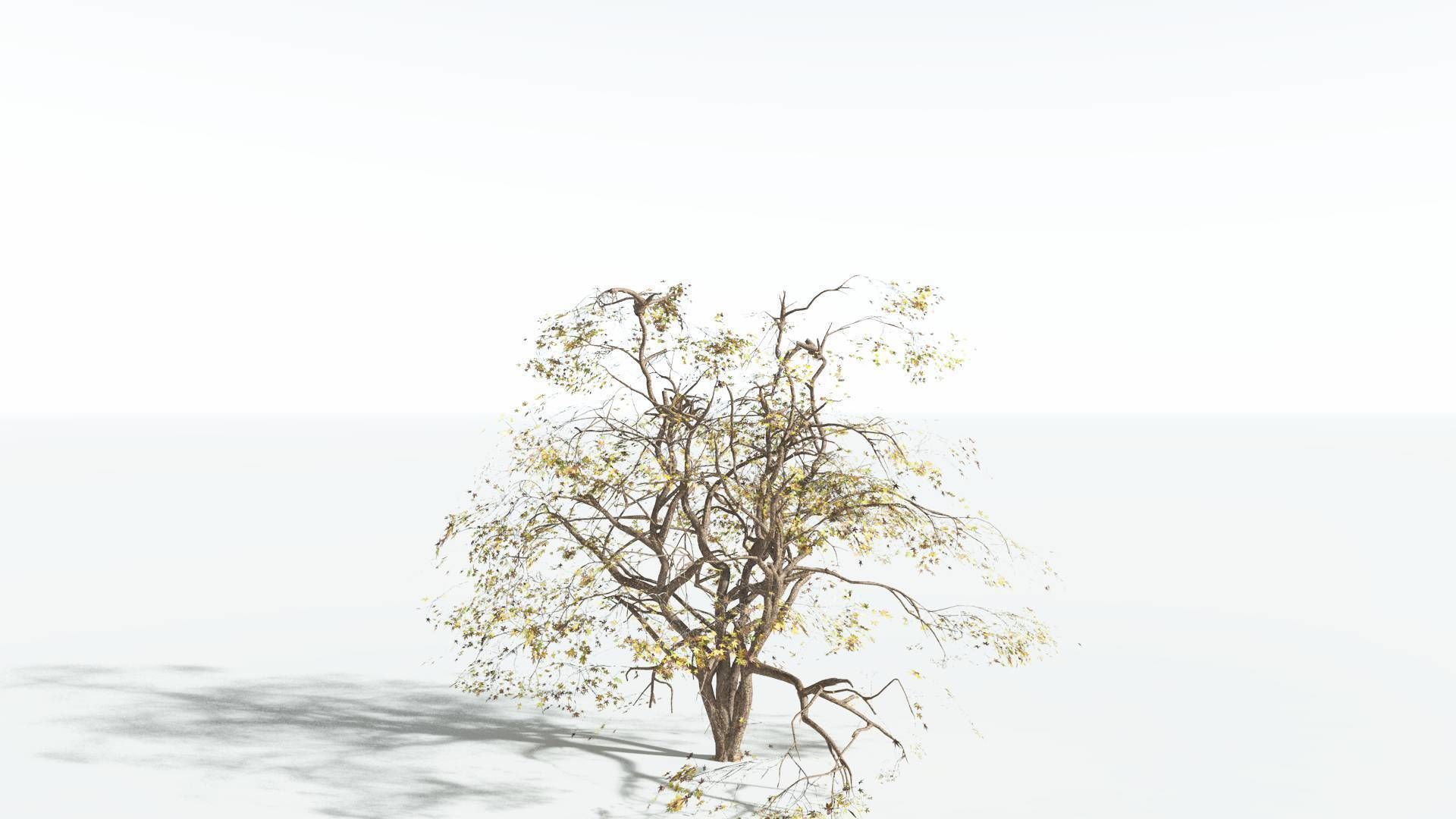 EVERYPlant Japanese Maple 2 --18 Models-- 3D model_15