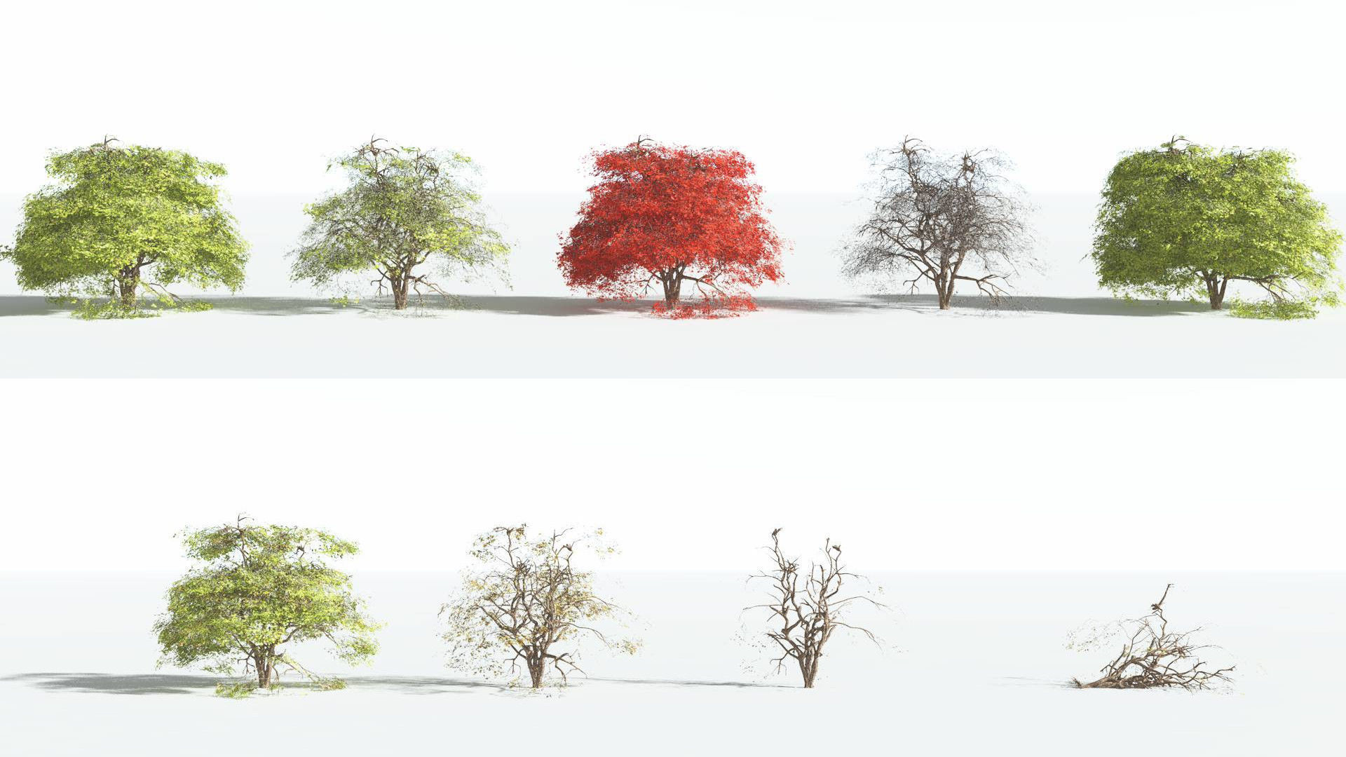 EVERYPlant Japanese Maple 2 --18 Models-- 3D model_1