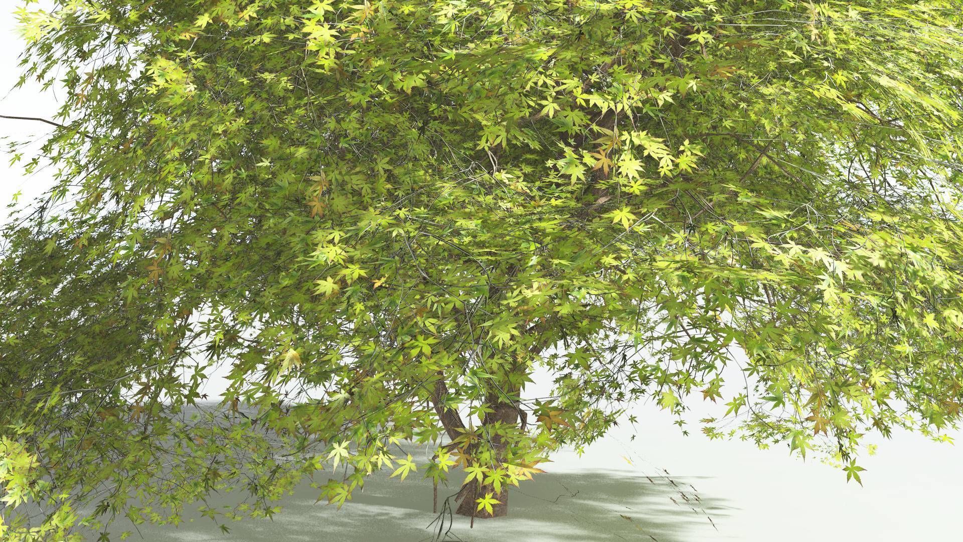 EVERYPlant Japanese Maple 2 --18 Models-- 3D model_32