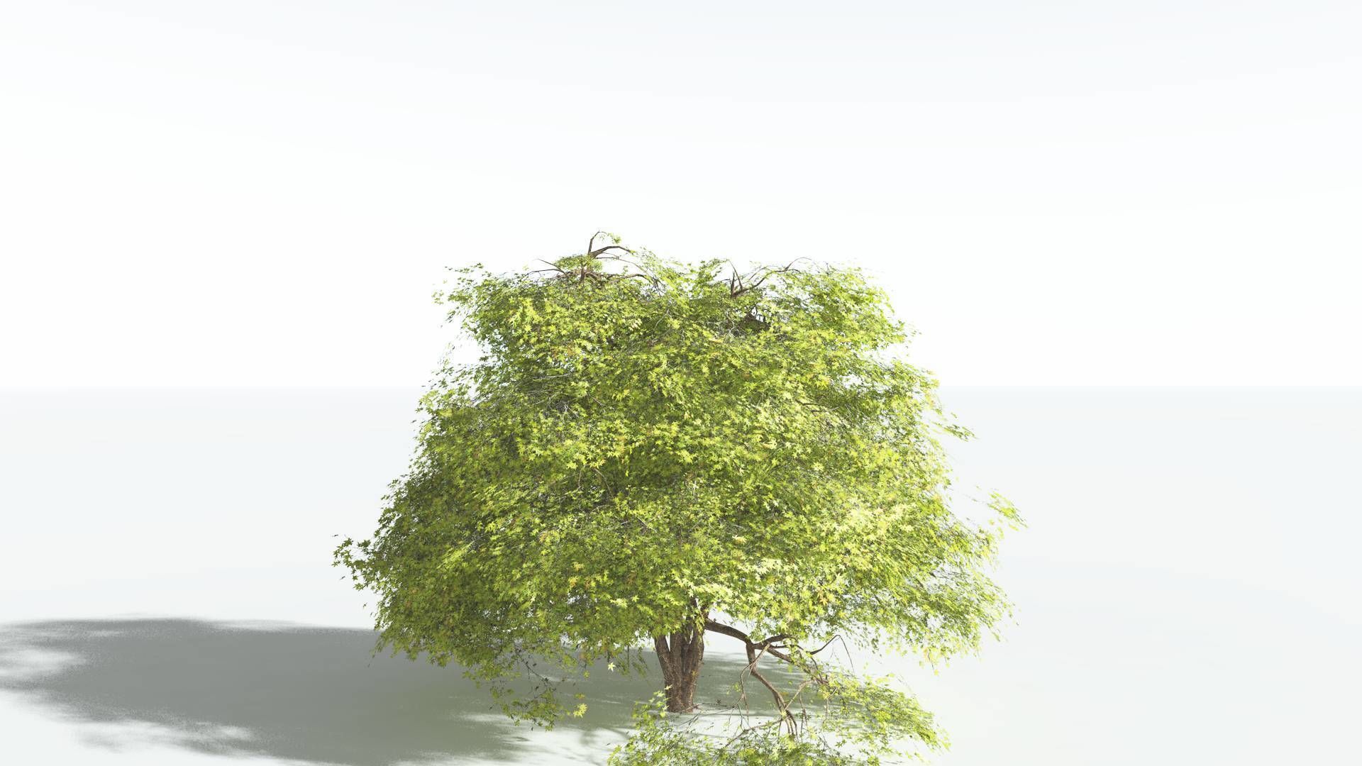 EVERYPlant Japanese Maple 2 --18 Models-- 3D model_37