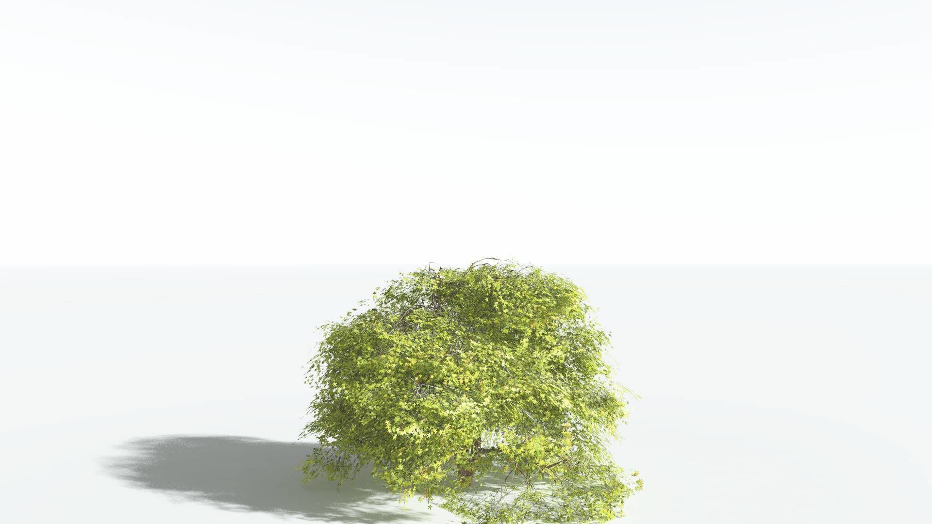 EVERYPlant Japanese Maple 2 --18 Models-- 3D model_23