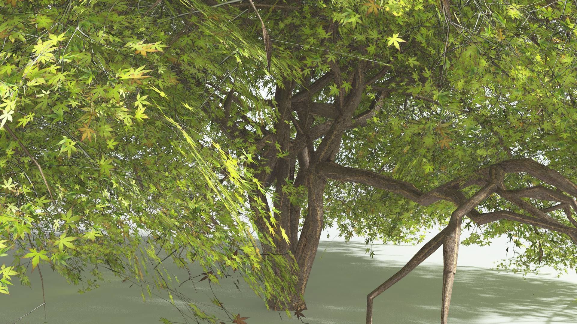 EVERYPlant Japanese Maple 2 --18 Models-- 3D model_22