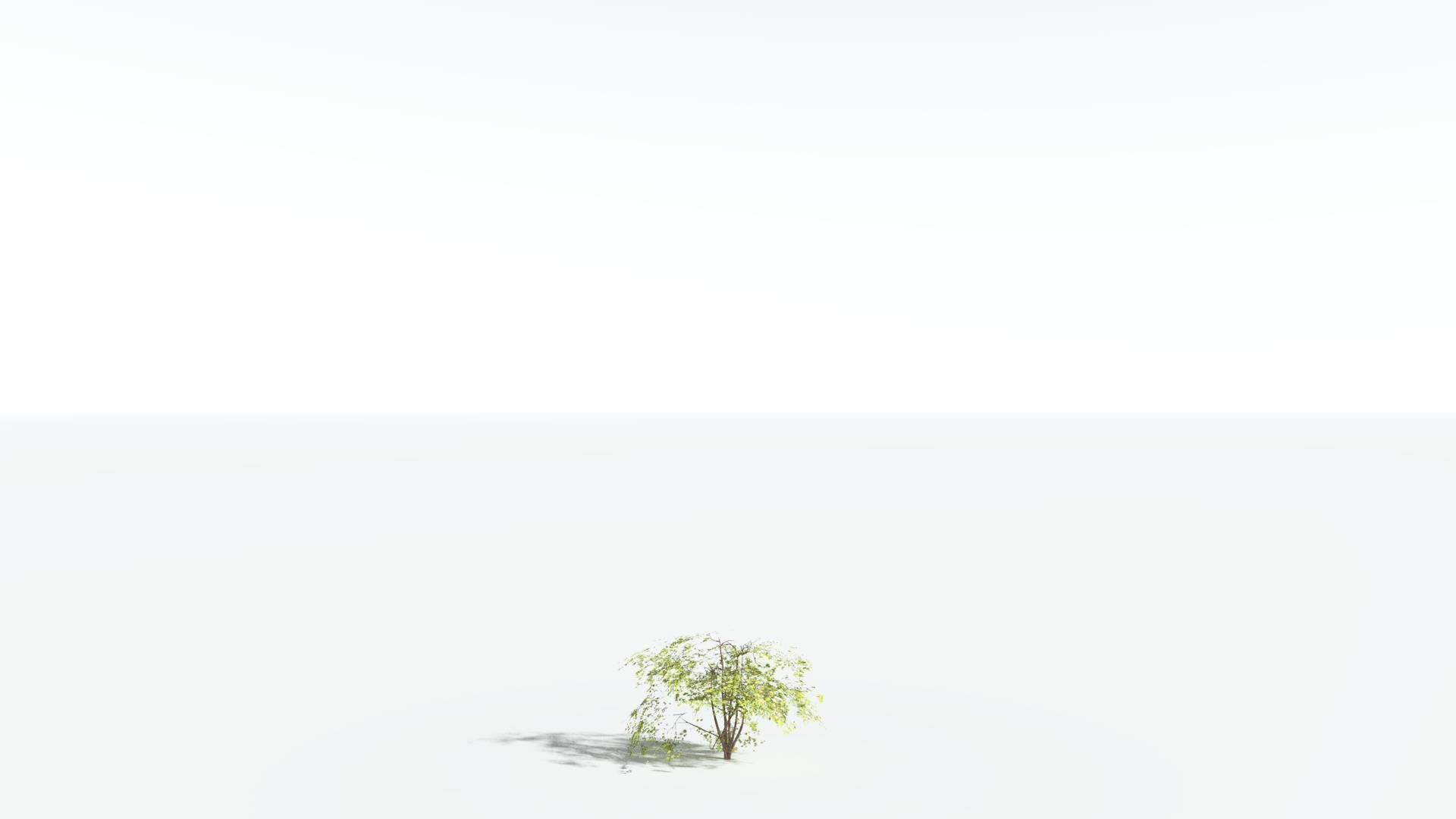 EVERYPlant Japanese Maple 2 --18 Models-- 3D model_25