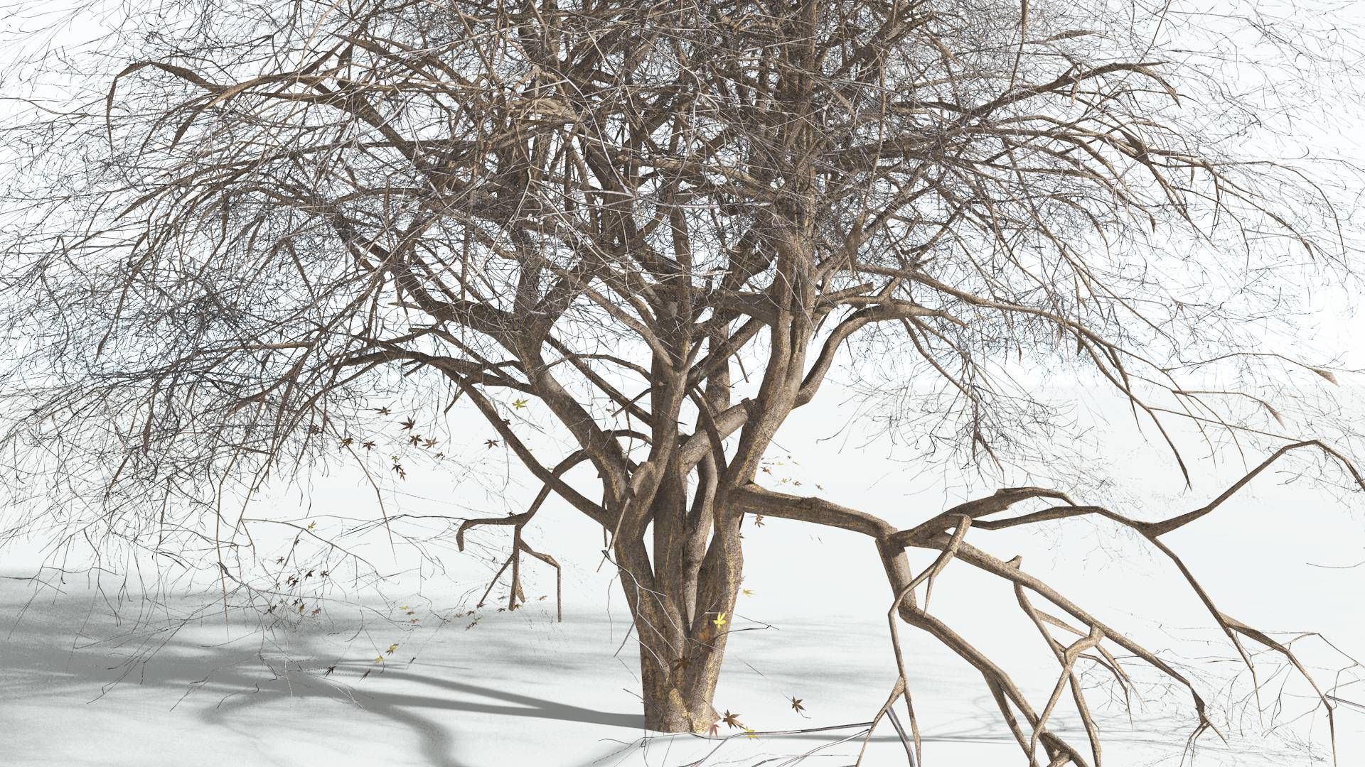 EVERYPlant Japanese Maple 2 --18 Models-- 3D model_10