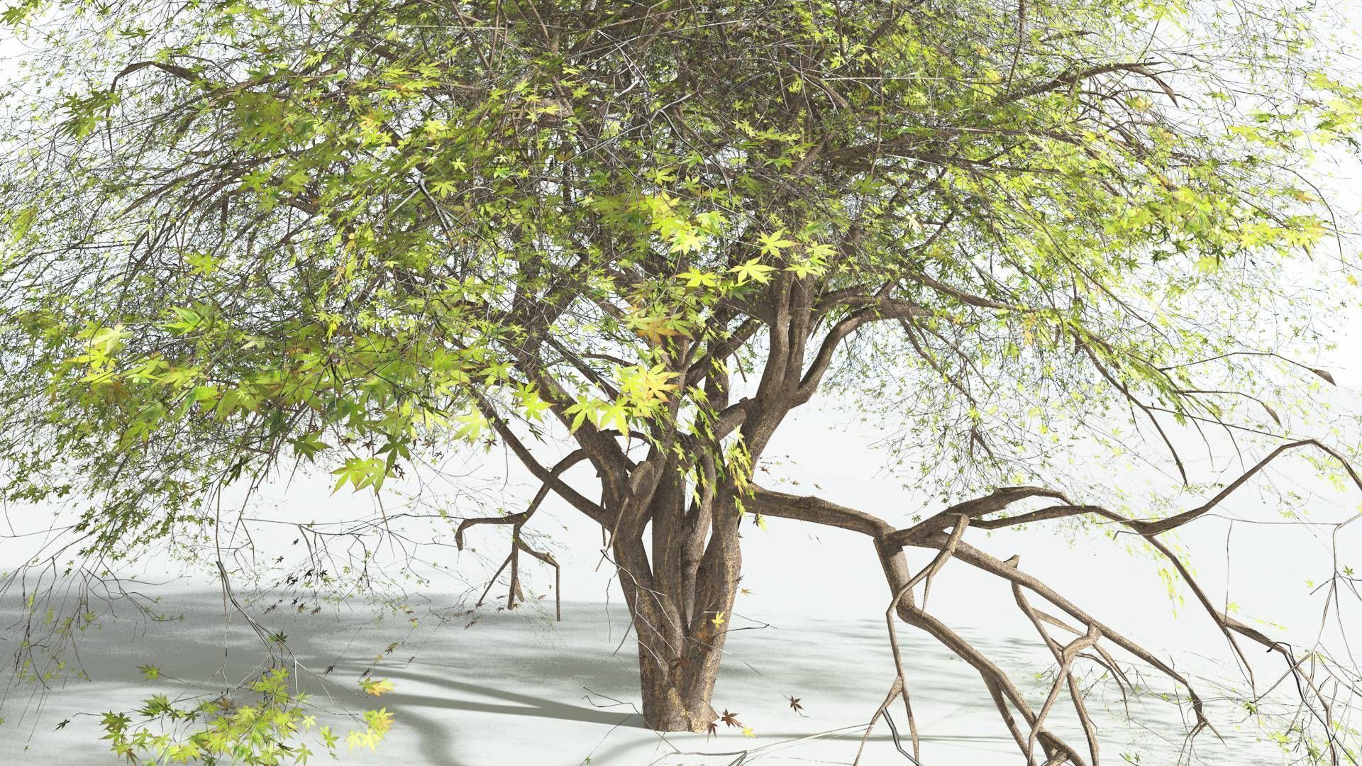 EVERYPlant Japanese Maple 2 --18 Models-- 3D model_6