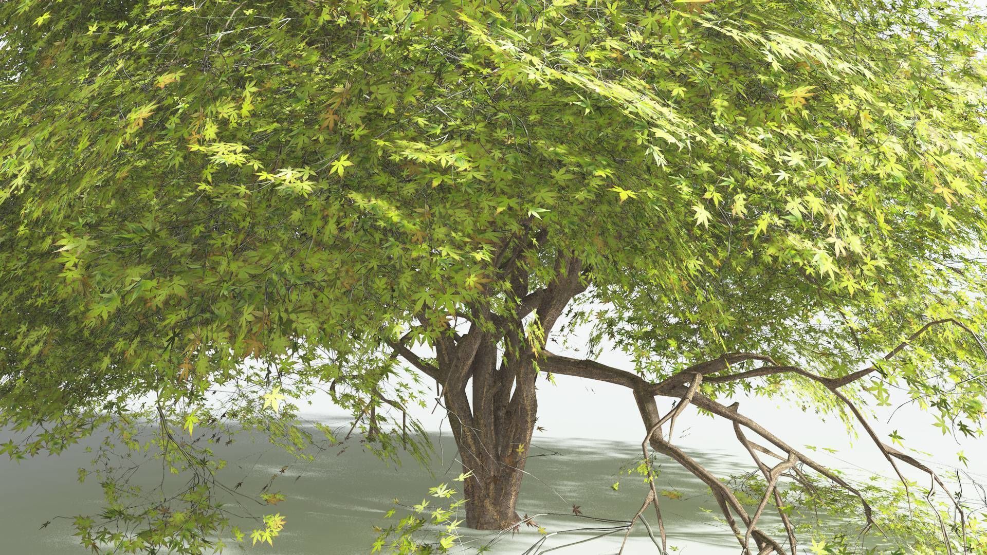 EVERYPlant Japanese Maple 2 --18 Models-- 3D model_38