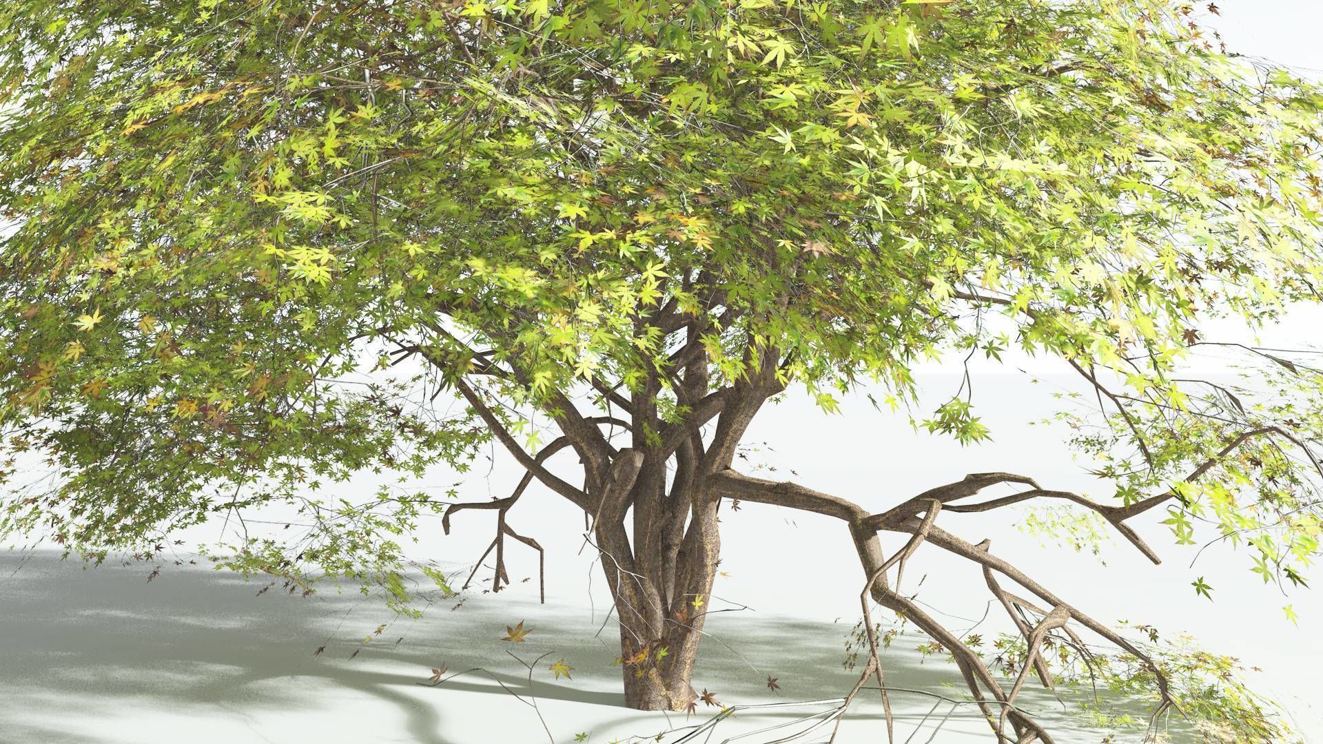 EVERYPlant Japanese Maple 2 --18 Models-- 3D model_14