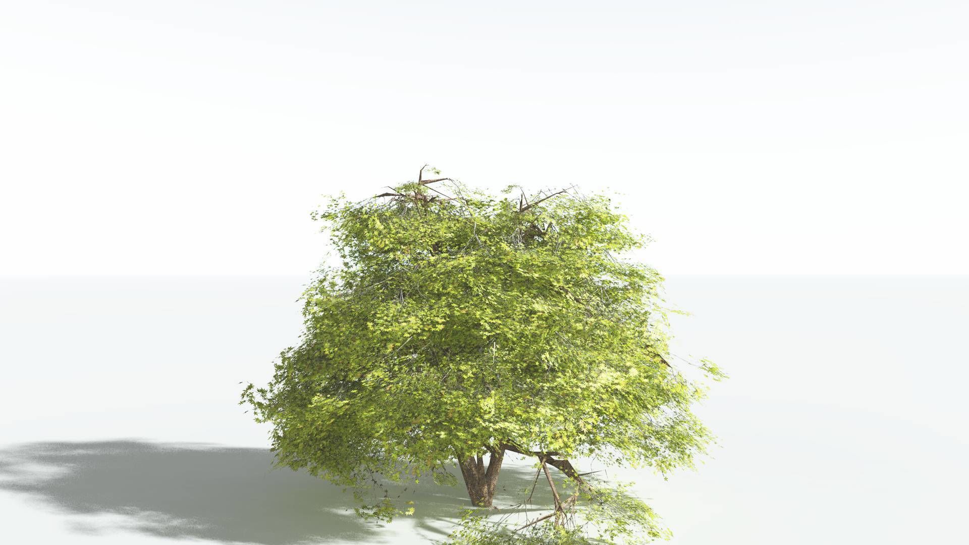 EVERYPlant Japanese Maple 2 --18 Models-- 3D model_35