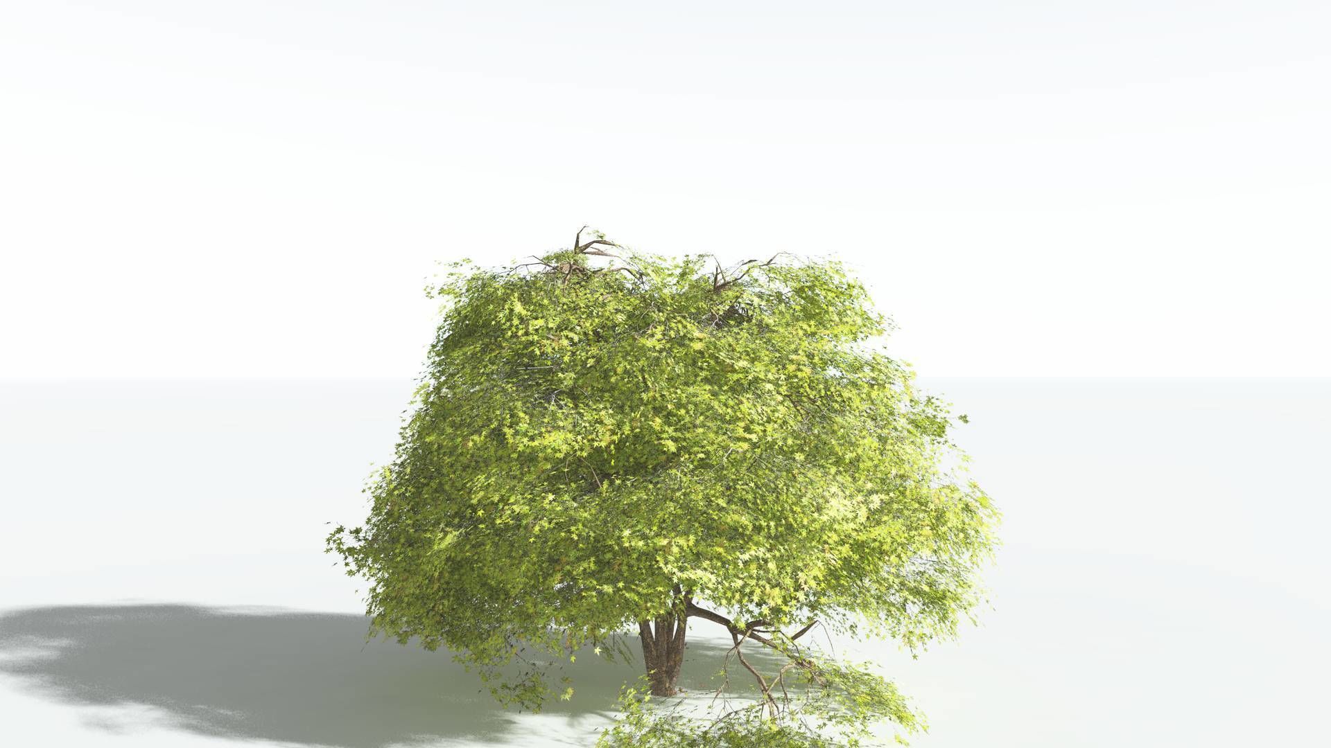 EVERYPlant Japanese Maple 2 --18 Models-- 3D model_11