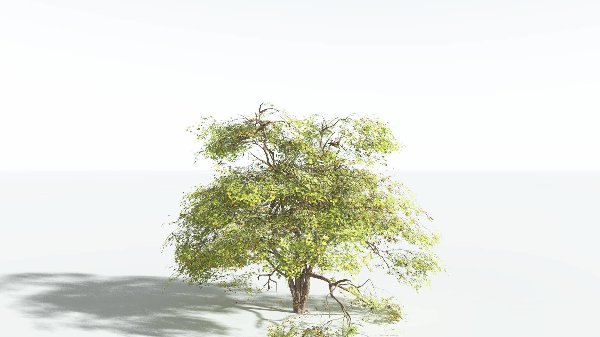 EVERYPlant Japanese Maple 2 --18 Models-- 3D model_13