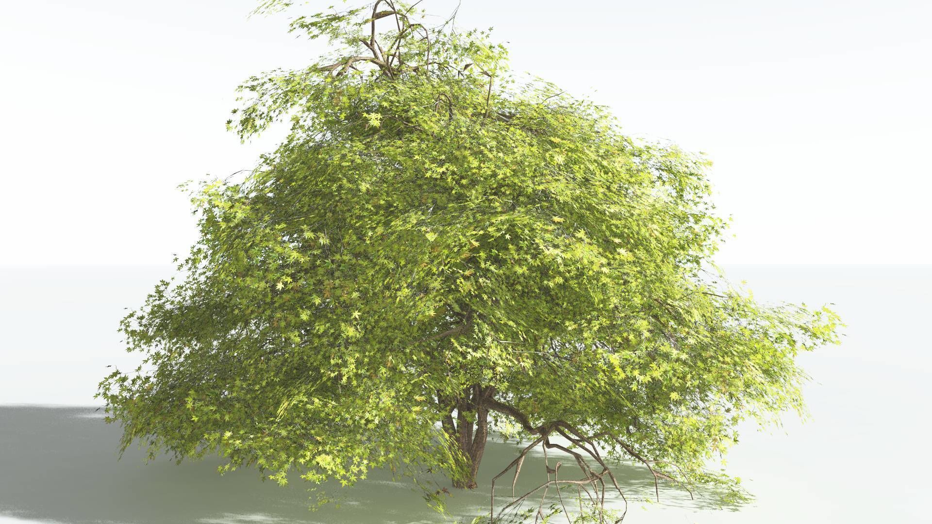 EVERYPlant Japanese Maple 2 --18 Models-- 3D model_21