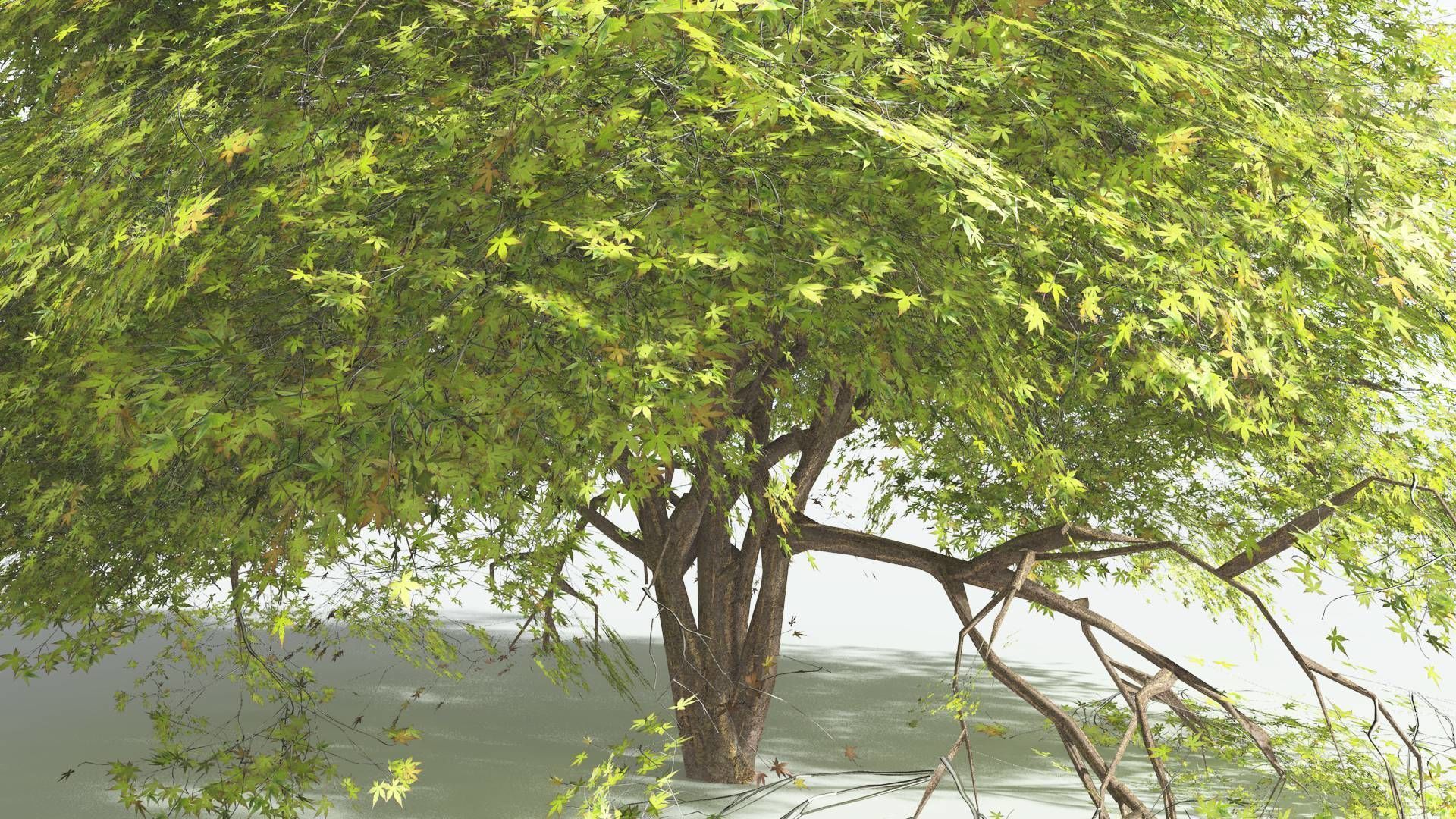 EVERYPlant Japanese Maple 2 --18 Models-- 3D model_4
