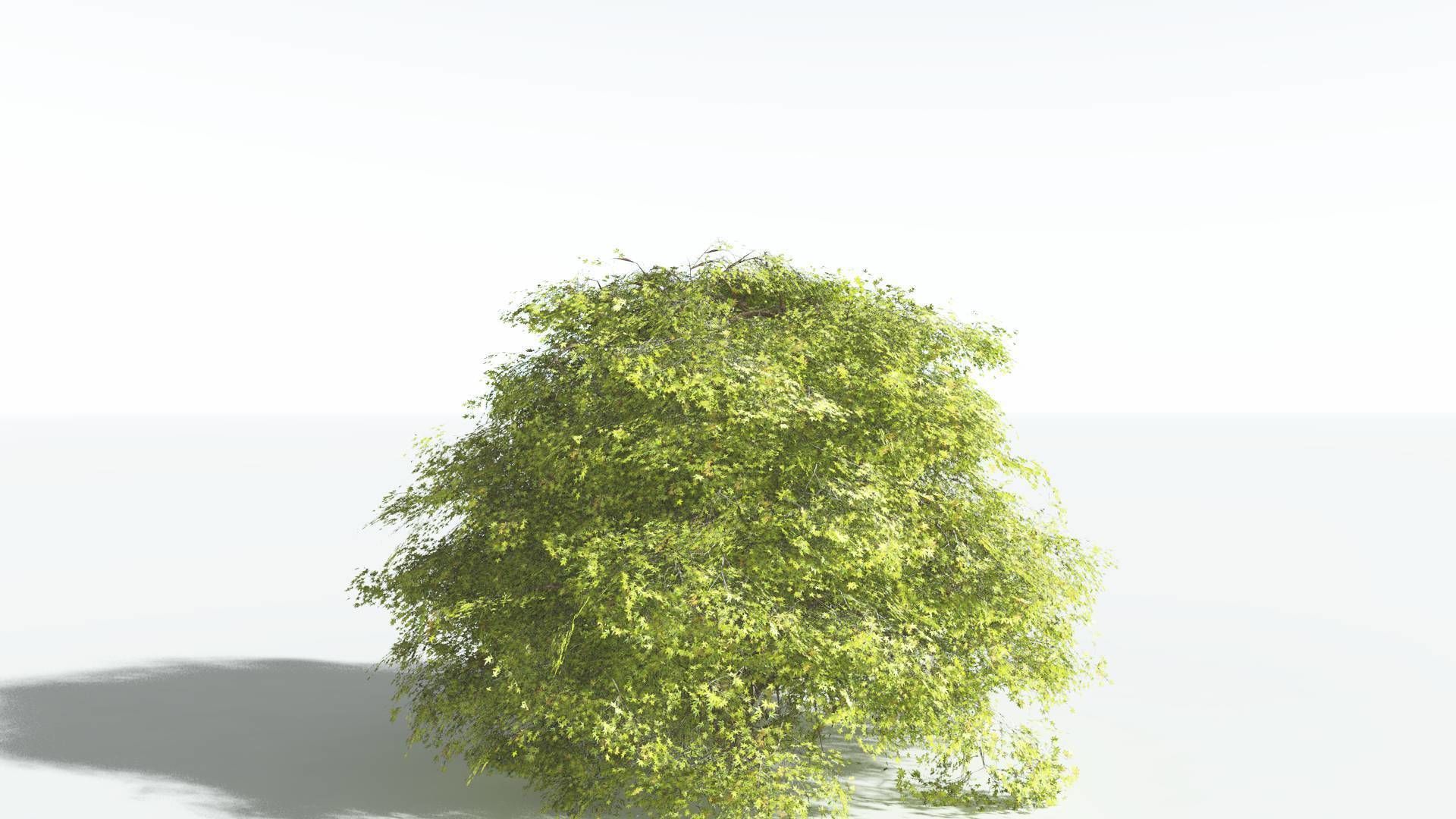 EVERYPlant Japanese Maple 2 --18 Models-- 3D model_33