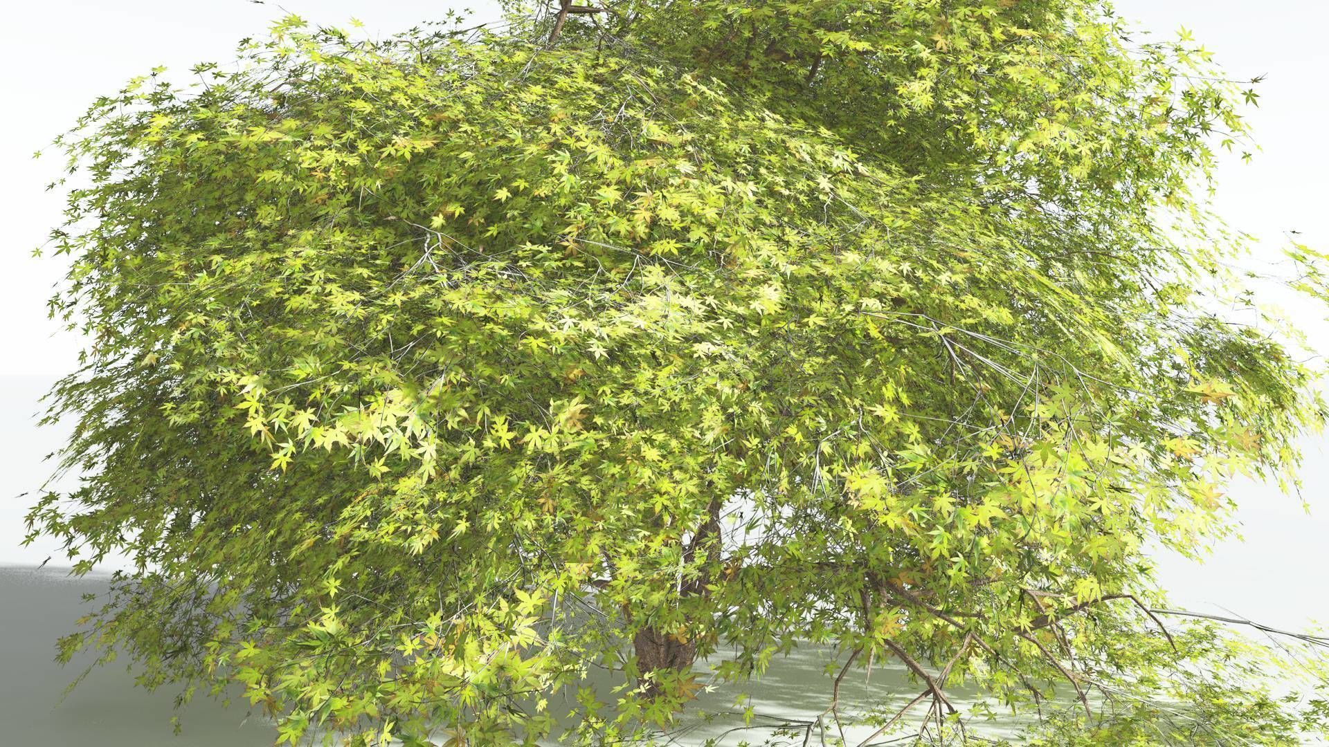 EVERYPlant Japanese Maple 2 --18 Models-- 3D model_24