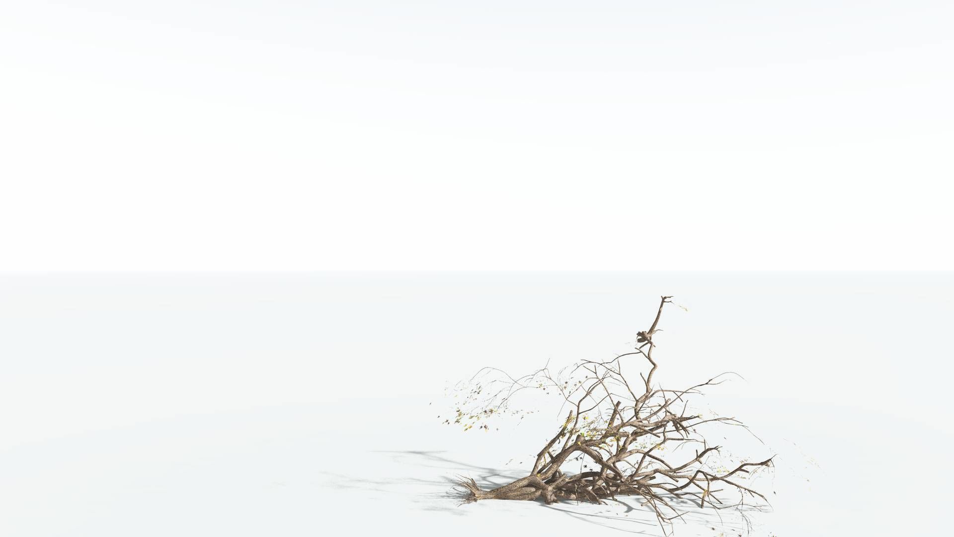 EVERYPlant Japanese Maple 2 --18 Models-- 3D model_19