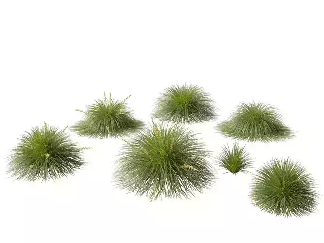 Lomandra Lime Tuff - Mat Rush