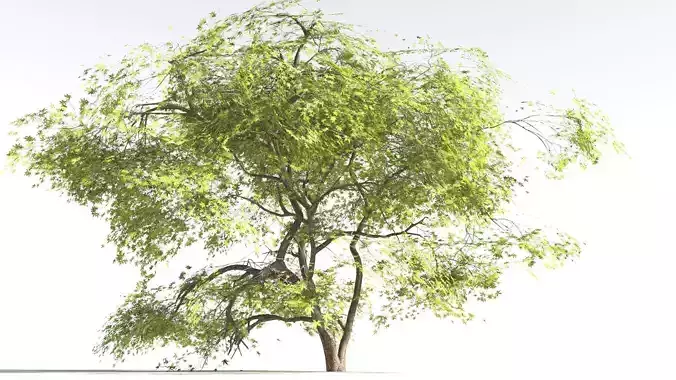 EVERYPlant Japanese Maple 3 --18 Models--