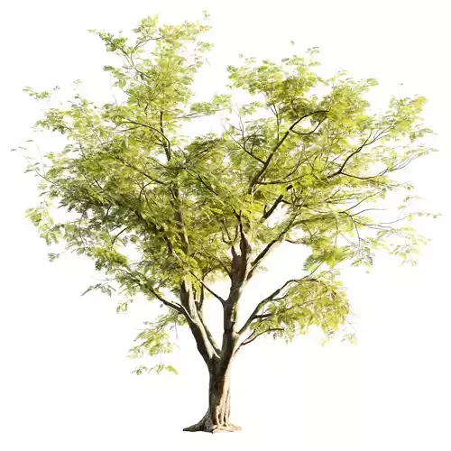 Tree model