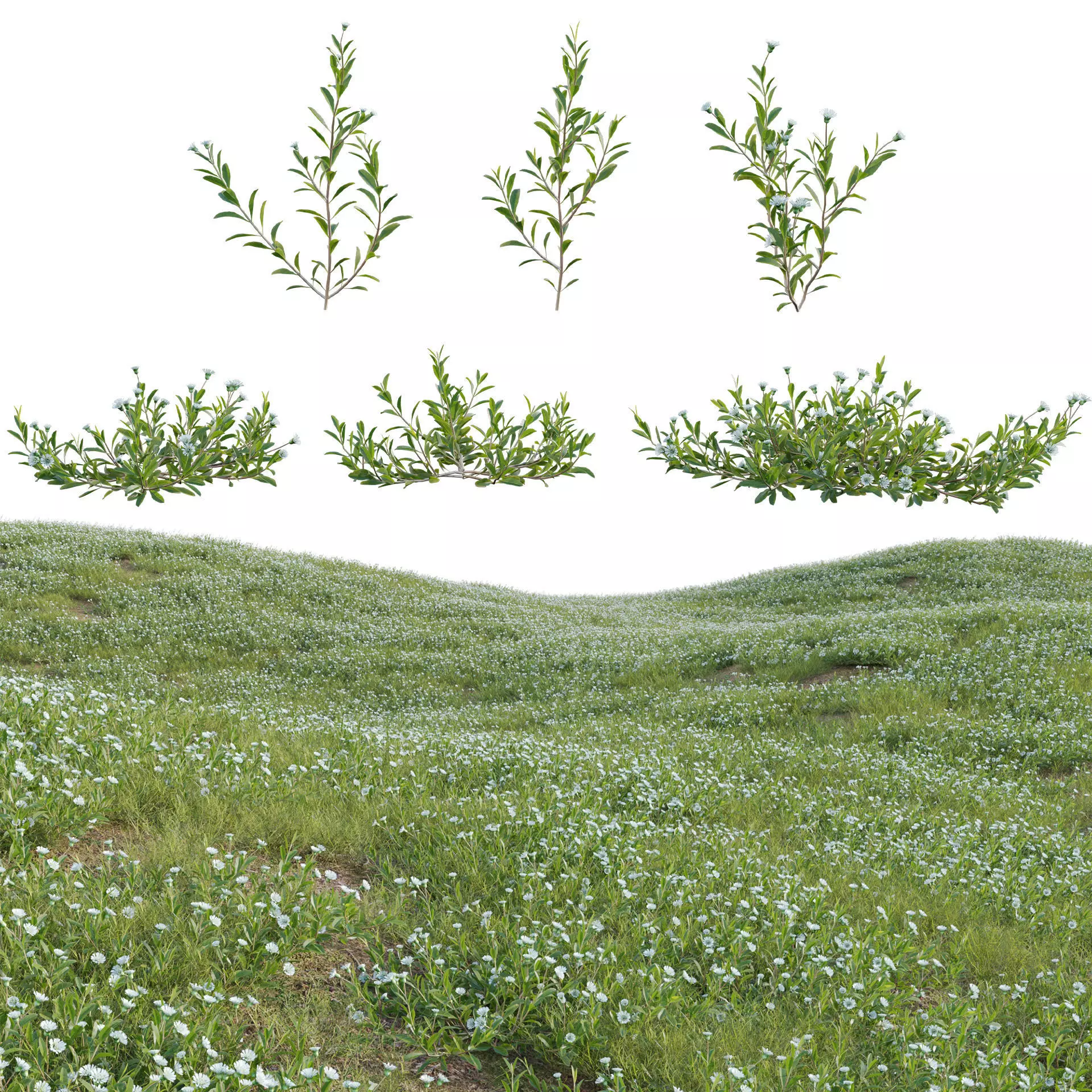 Eclipta prostrata - False daisy 3D model
