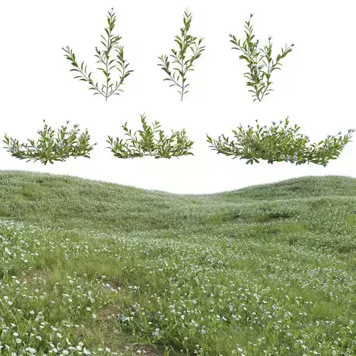 Eclipta prostrata - False daisy