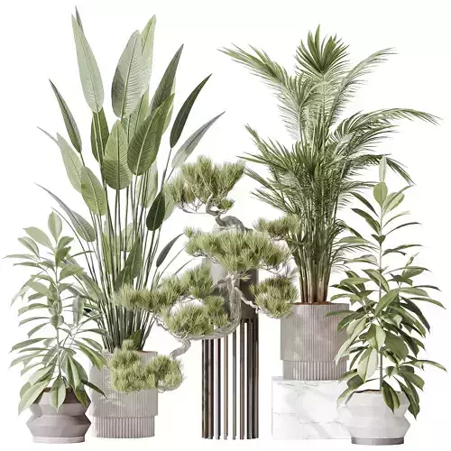 Indoor plant set 31