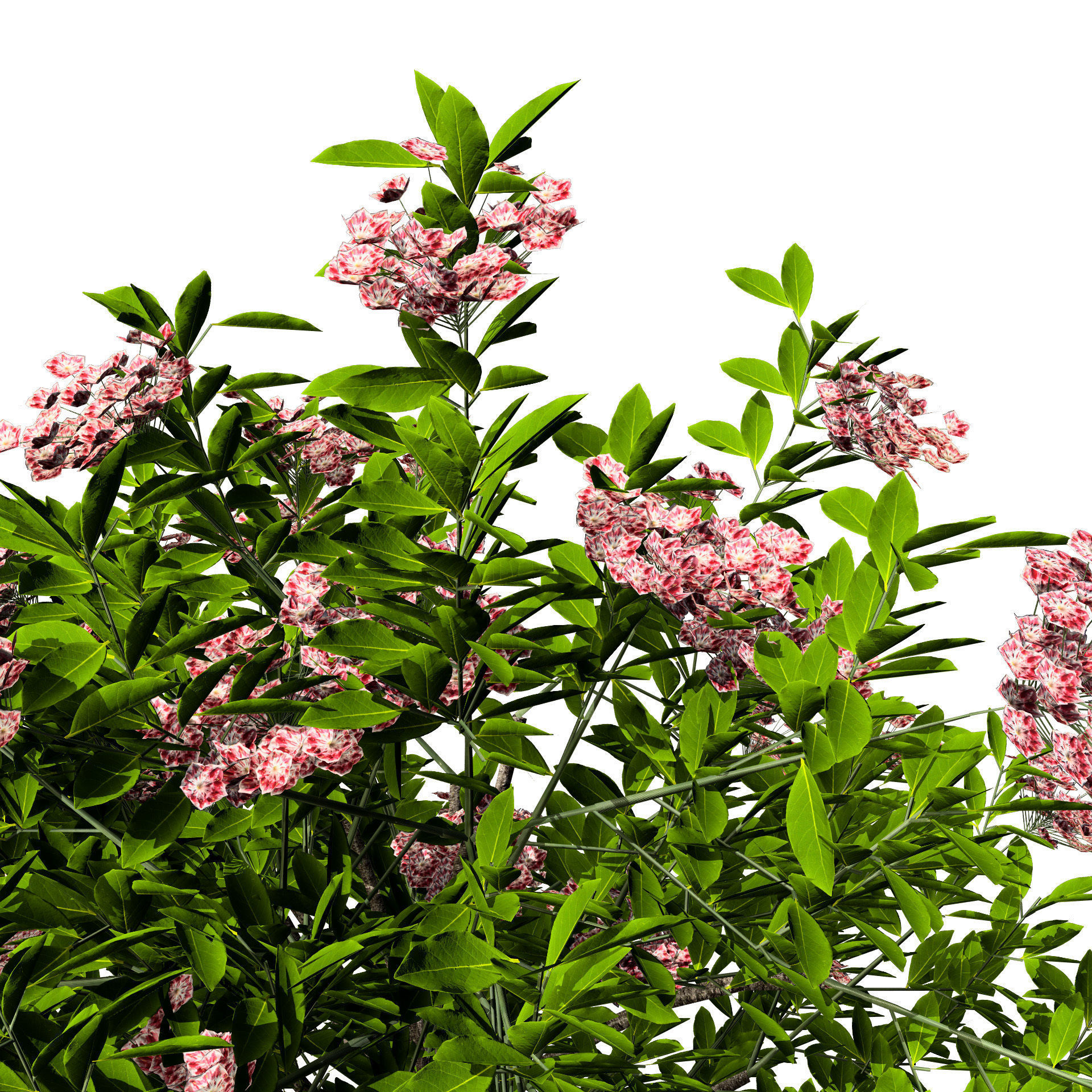 Kalmia Latifolia Flowering Bush Low-poly 3D model_6